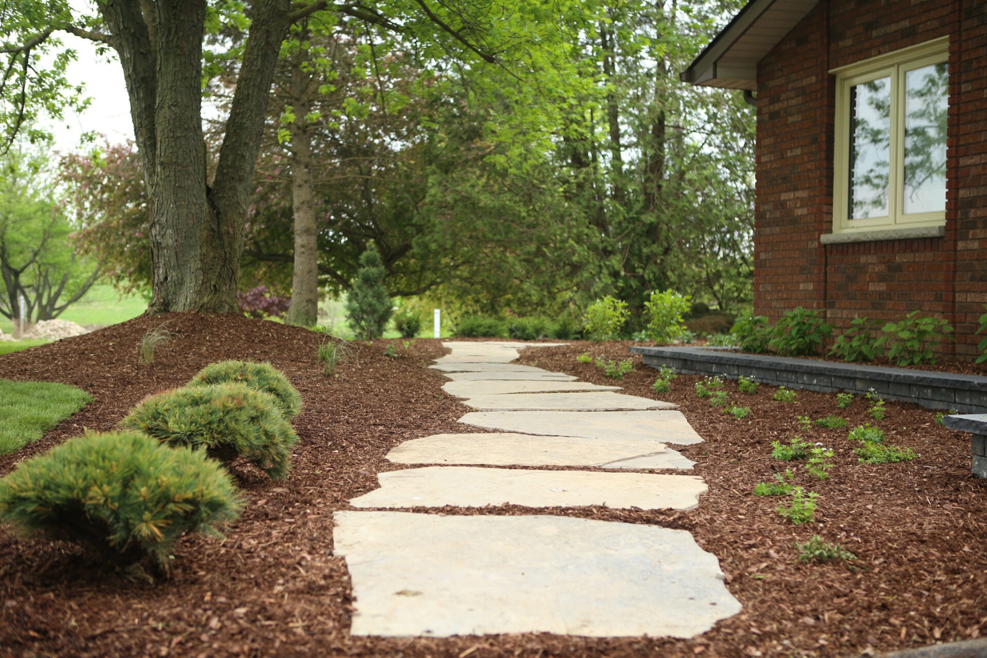 A serene garden pathway with large flat stepping stones surrounded by lush greenery, mulch, and small shrubs near a brick house.