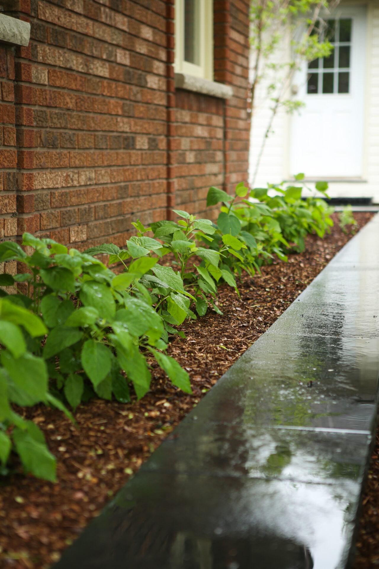 A wet pathway beside a brick house lined with green shrubbery and mulch, reflecting a serene setting after rainfall.