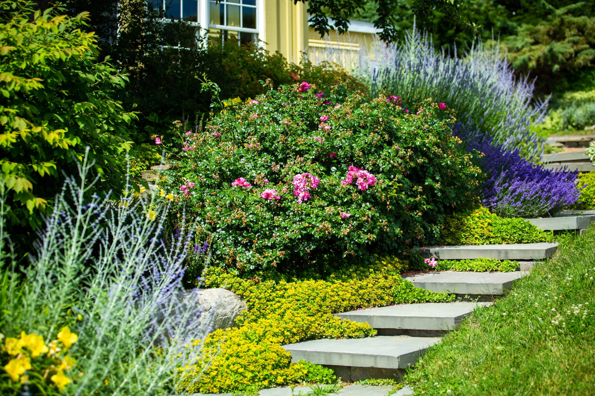 A vibrant garden with flowering shrubs, purple blooms, and stone steps leading up a lush hillside towards a yellow house.