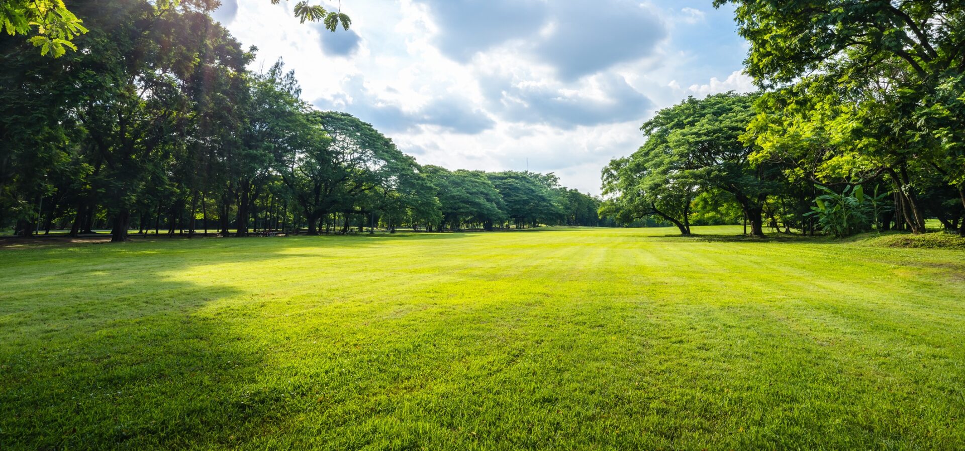 A vibrant, sunlit park with lush green grass and a diverse array of trees stretching towards a bright, partly cloudy sky. Peaceful and inviting.