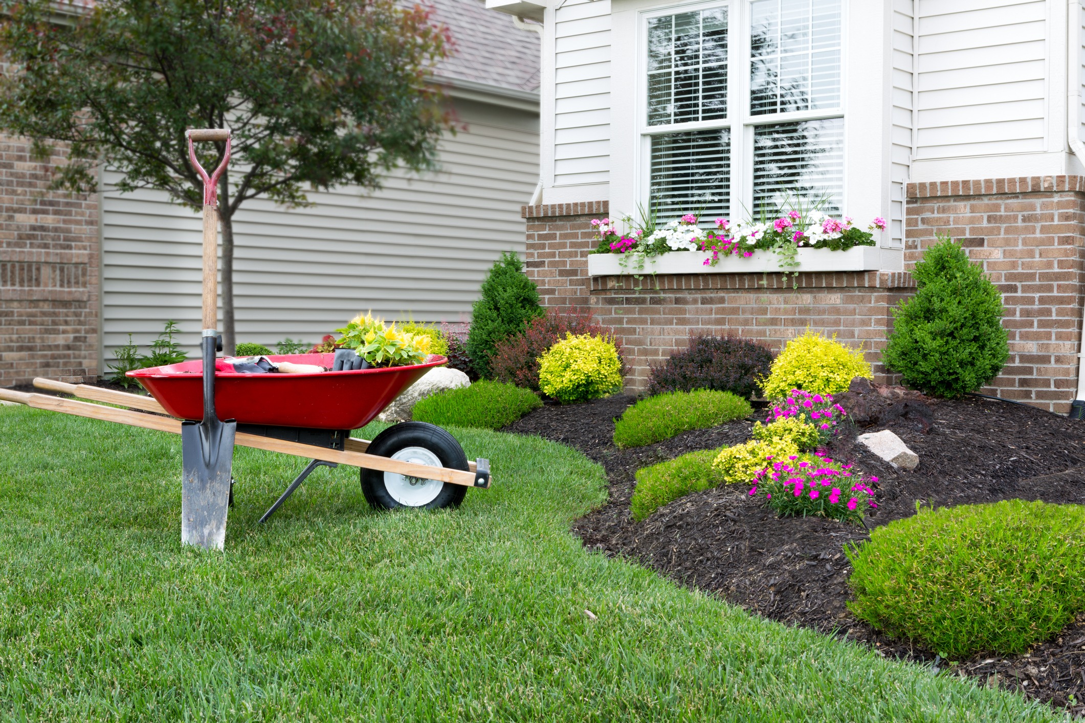 A well-maintained garden with colorful flowers, bushes, and mulch in front of a suburban house, with a red wheelbarrow and shovel in the foreground.