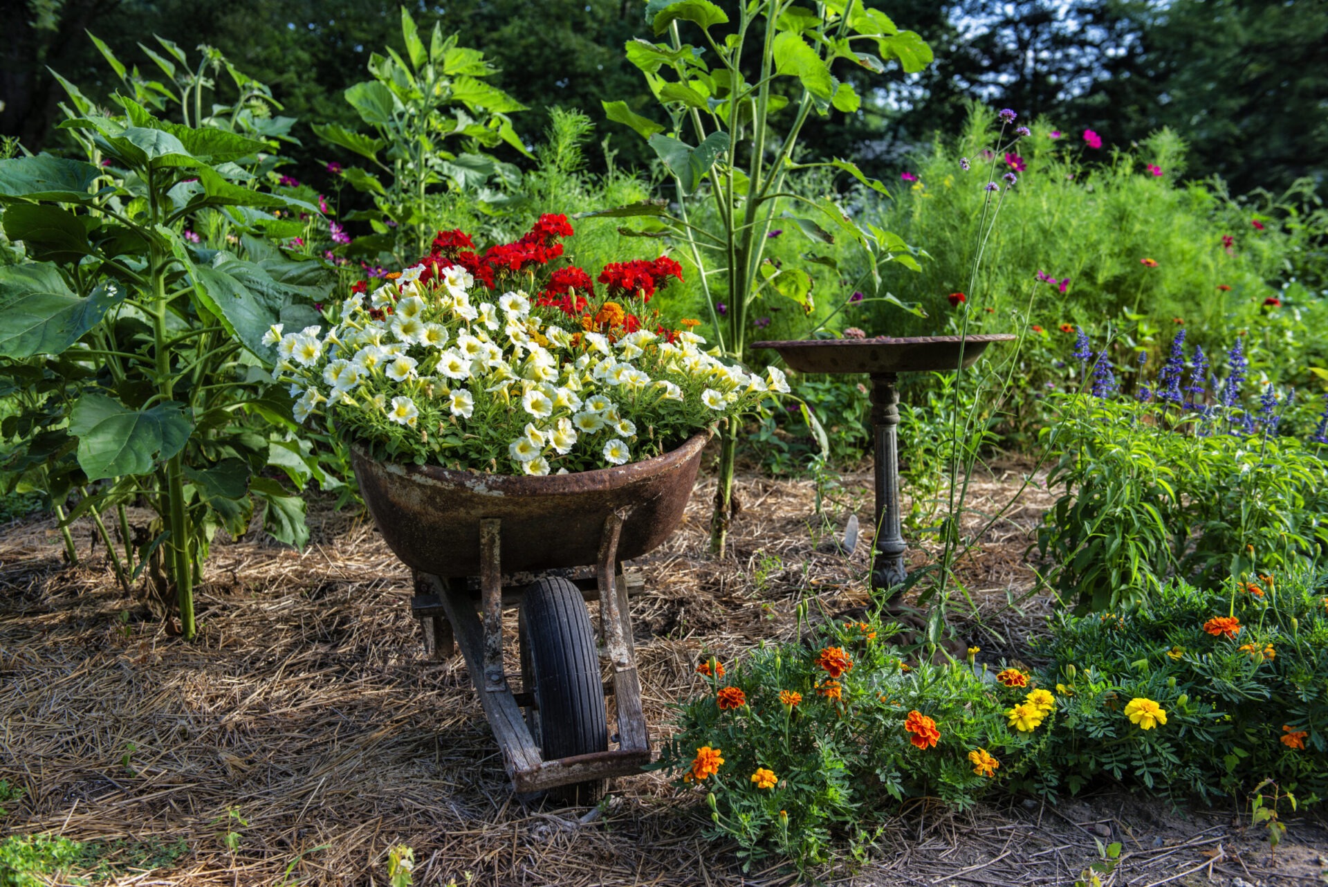 Water feature ideas using a birdbath amongst a lush garden.