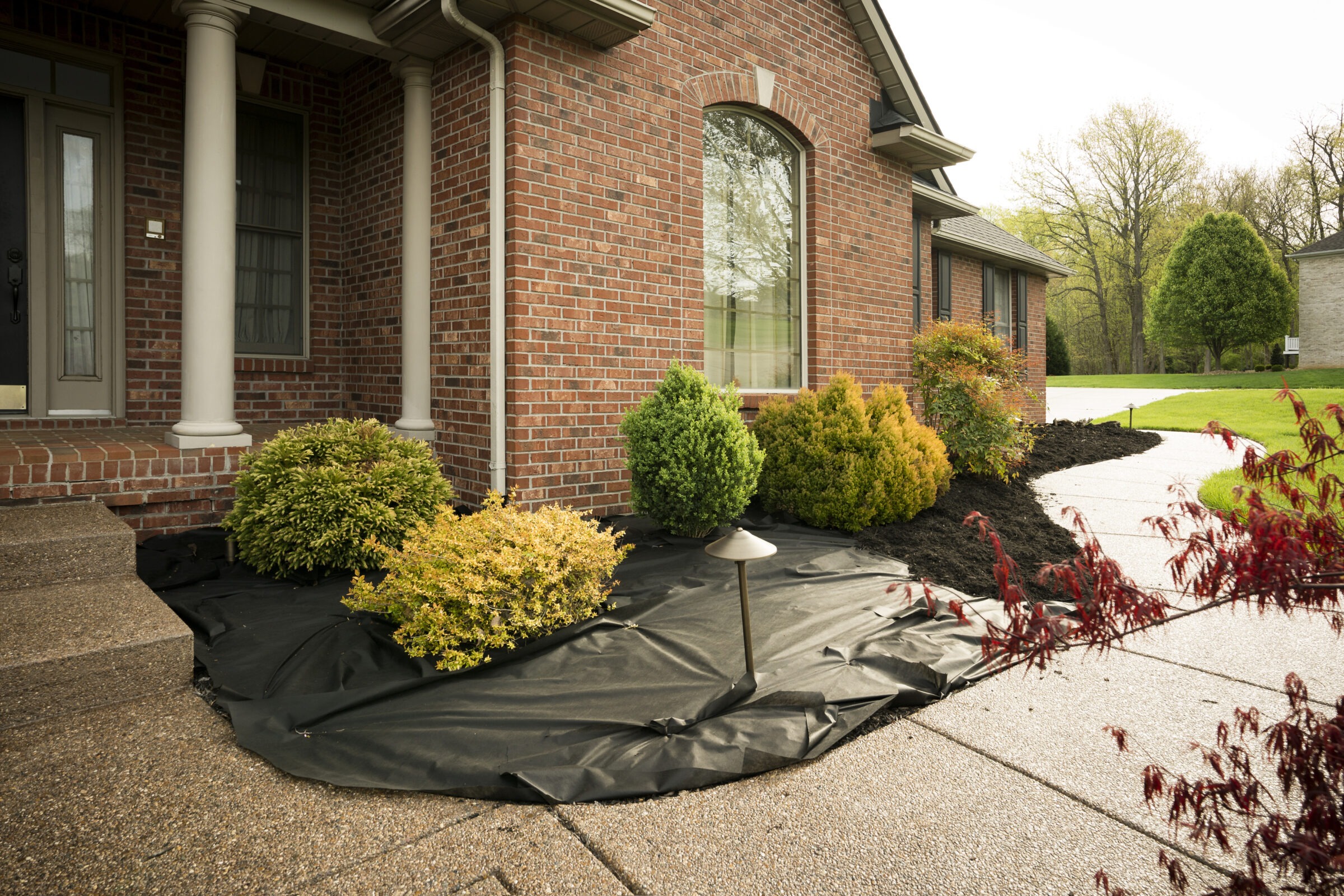 A front yard landscaping project in progress, showing a red brick house with foundation shrubs planted over black landscaping fabric, fresh mulch being added, and a clean concrete walkway curving toward the driveway.