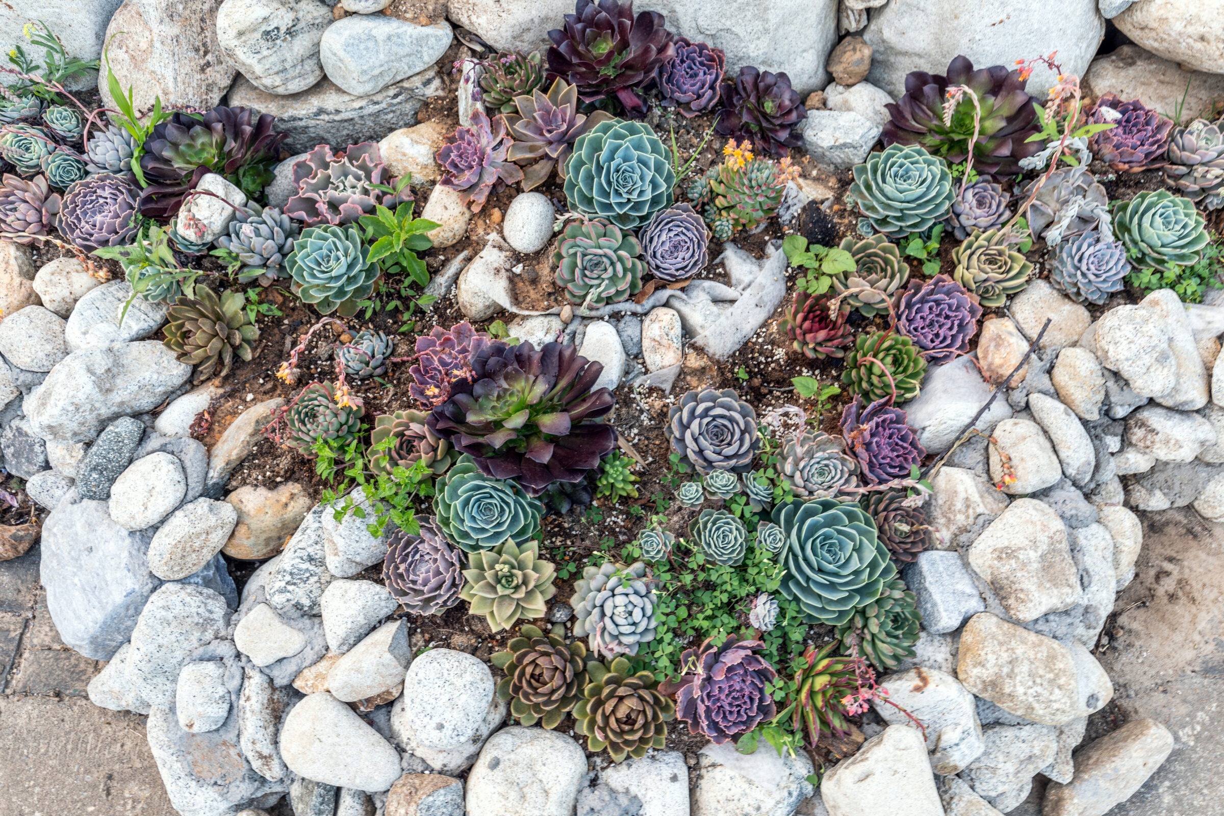 A close-up view of a rock garden filled with a diverse collection of succulents in shades of green, purple, and burgundy, nestled among natural river stones and gravel.