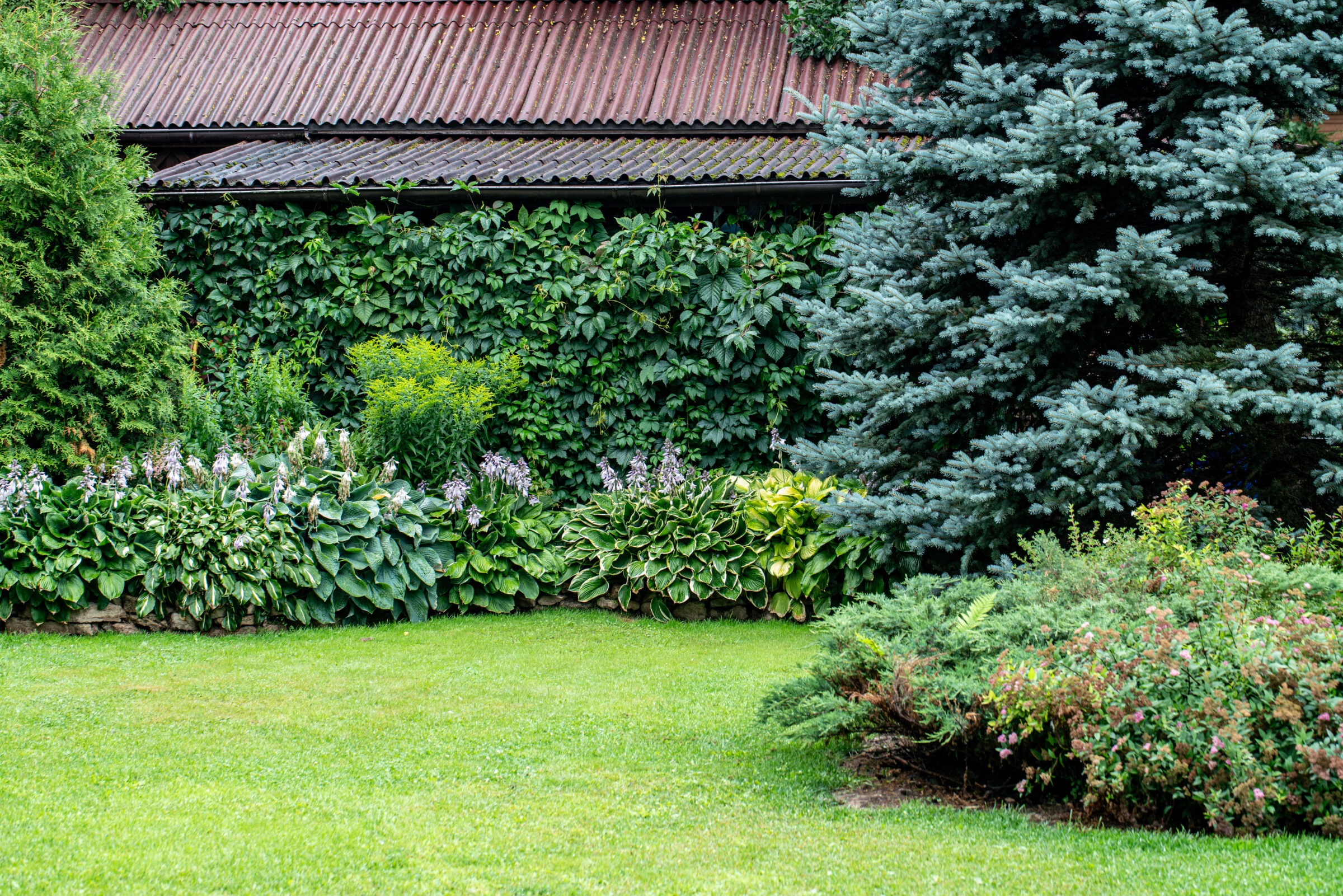 Lush backyard garden featuring evergreen trees, groundcover shrubs, and flowering hostas against a vine-covered wall. A well-manicured lawn adds contrast to the vibrant greenery.