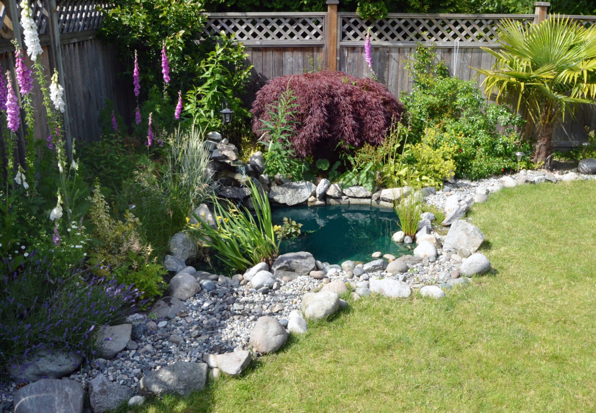 Peaceful backyard garden pond surrounded by decorative rocks, tall grasses, and vibrant flowering plants including foxgloves and lavender, with a small waterfall feature and a wooden fence enclosing the lush landscape.