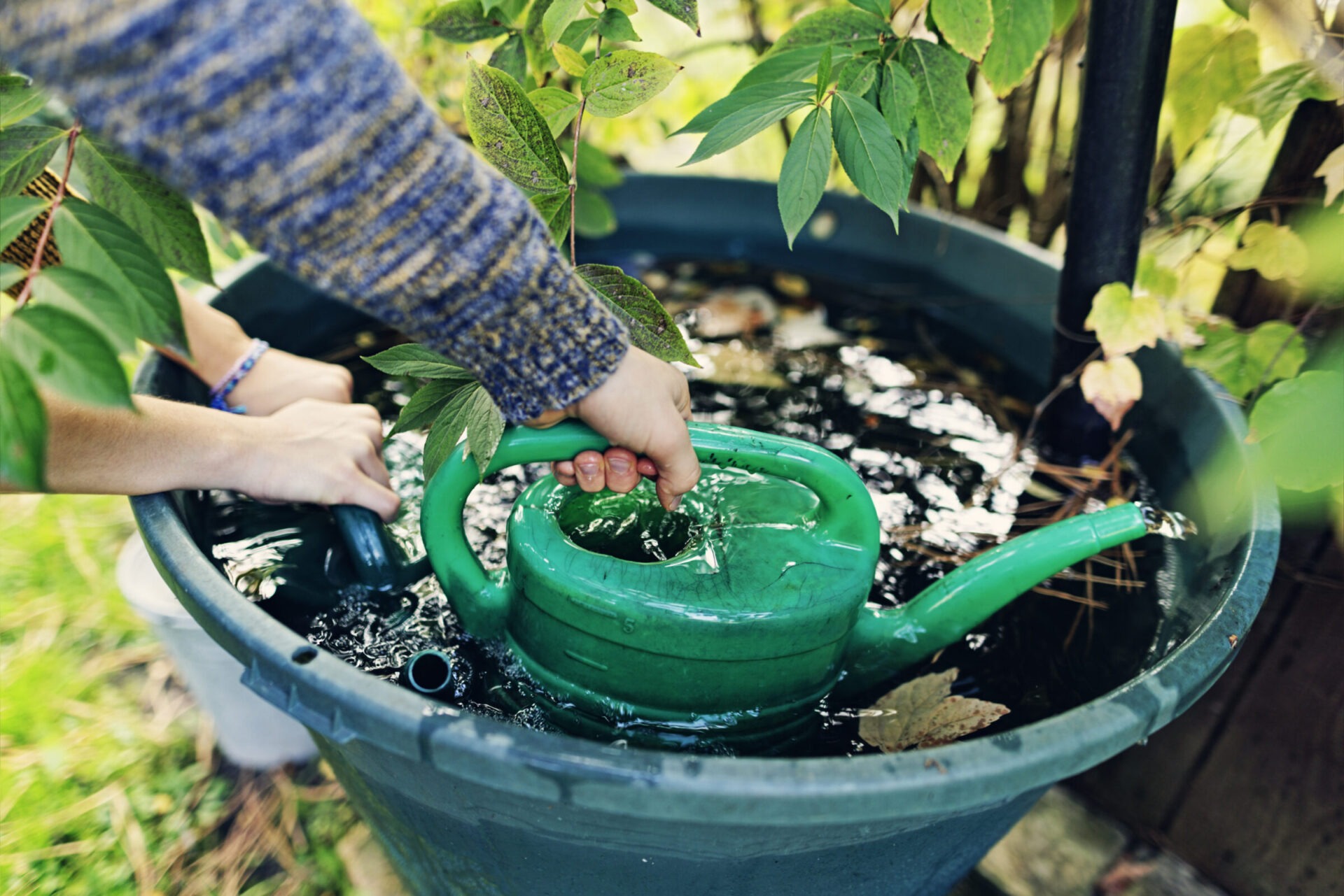 Close-up of hands filling a green watering can from a large outdoor rain barrel surrounded by leafy plants, emphasizing sustainable gardening and water conservation practices.