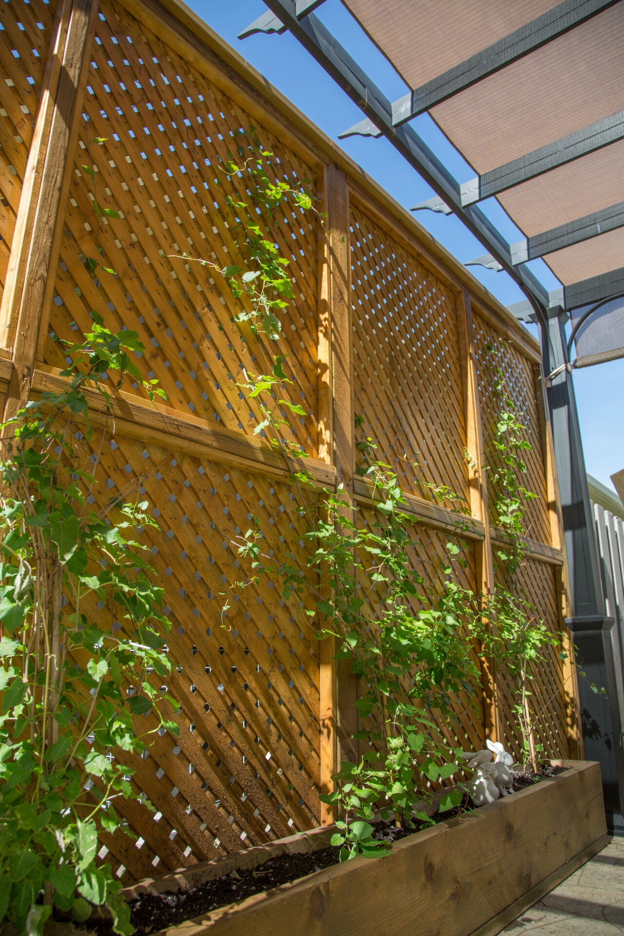 Wooden lattice privacy screen with young climbing vines growing from a raised planter box. A covered patio structure above provides partial shade in a cozy outdoor space.